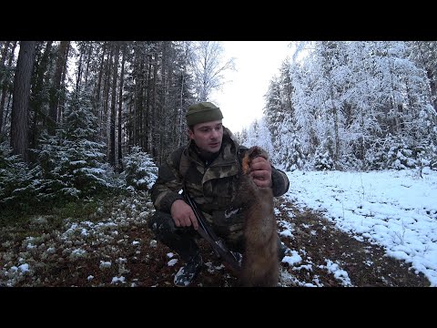 Видео: Охота с ИЖ-54. Взял куницу без собаки. Республика Коми по первому снегу.