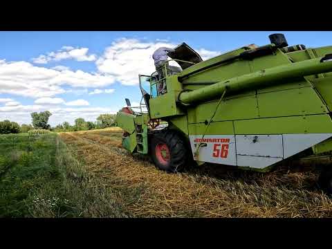 Видео: Усі вже копають картоплю, а ми ще молотимо зерно 🌾#овес #молотьбавівса #зерно #село #сільськежиття