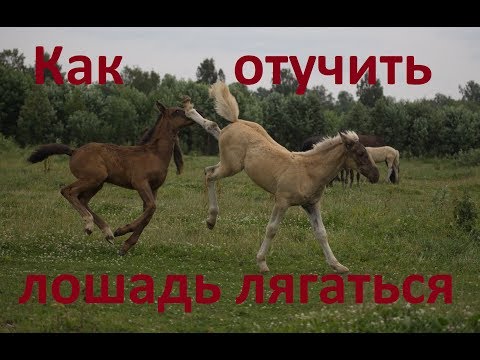 Видео: Как учить лошадь не лягаться.