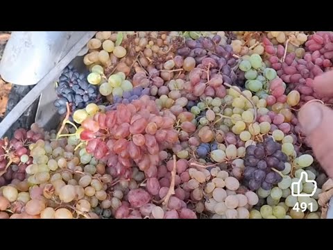 Видео: Виноград який можна закладати на зимове зберігання 