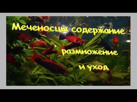 Видео: Меченосец. Содержание разведение и уход.