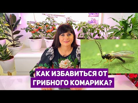 Видео: КАК ИЗБАВИТЬСЯ ОТ ГРИБНОГО КОМАРИКА! ПРОВЕРЕННЫЙ СПОСОБ!