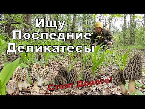 Видео: Собираю Последние ГРИБЫ в Сезоне. Еще Есть Что ПОКАЗАТЬ. Сбор Грибов