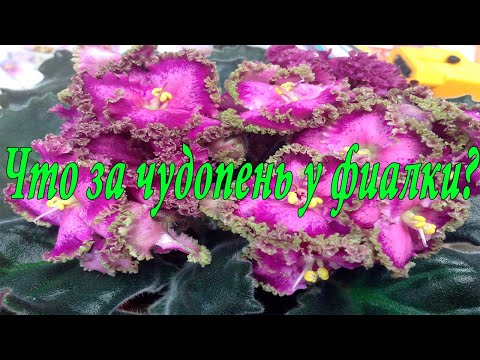 Видео: Что за чудопень у фиалки!?