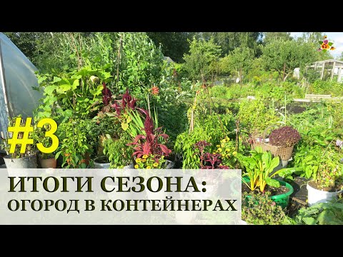Видео: Огород в контейнерах ИТОГИ и Полезные советы / Container gardening / Огород в контейнерах #3
