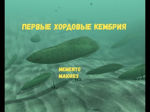 Видео: Первые хордовые Кембрия. Помни о предках