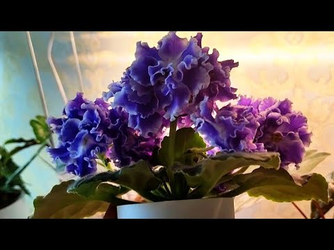 Видео: Обзор моих растений в начале мая. Калатеи, алоказии, фиалки и пеларгонии