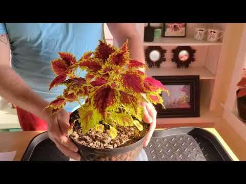 Видео: Как ухаживать за колеусом зимой