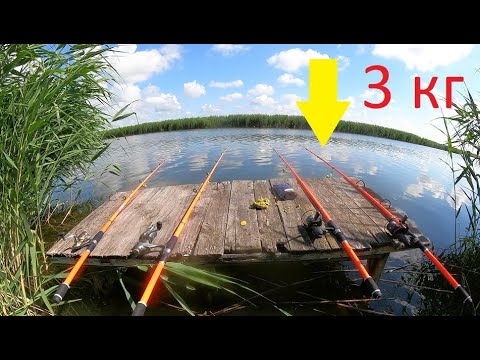 Видео: РЫБАЛКА НА ЛАВОЧКЕ КАРП С РЫЖИКОМ