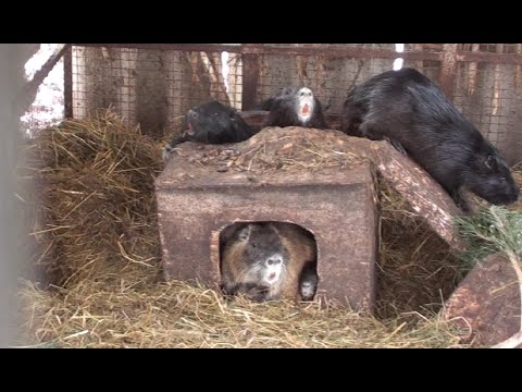 Видео: Как зимуют нутрии в мороз на улице в вольере.