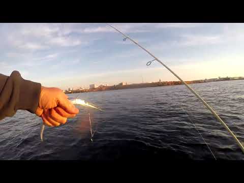 Видео: Как Ловить саргана на железо (пилькеры) в Чёрном море. Севастополь, октябрь 2020г