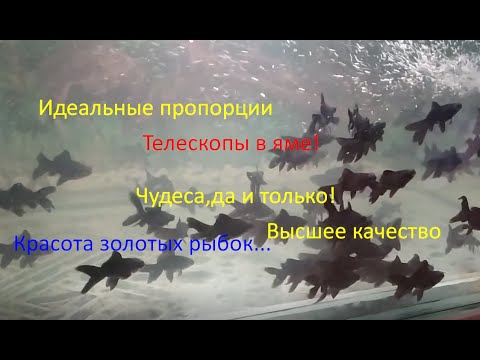 Видео: Телескопы в яме! Чудеса,да и только... Что делает пруд с золотыми рыбками?