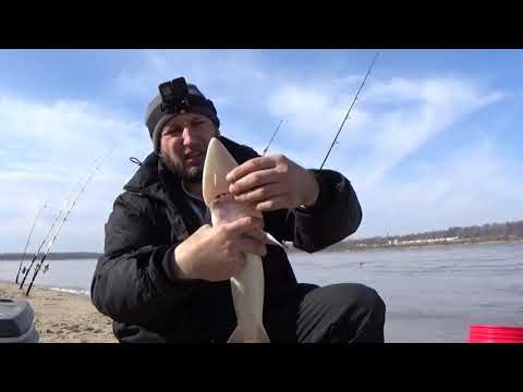 Видео: рыбалка осетр ,посол черной икры,осетр горячего копчения