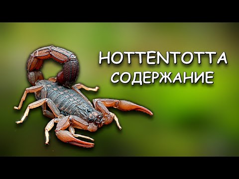 Видео: Скорпион Hottentotta - стоит ли заводить новичку? Сила ЯДА | Размножение