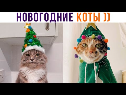 Видео: НОВОГОДНИЕ ПРИКОЛЫ С КОТАМИ))) | Мемозг 909