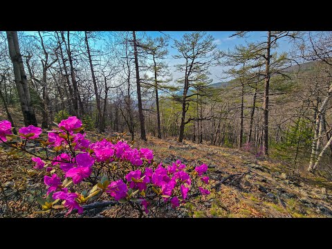 Видео: (2025) Долгая весна Сихотэ-Алиня