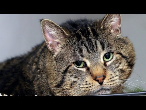 Видео: "Кот и его люди". Евгений Чеширко.