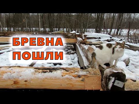 Видео: Начало строительства сруба