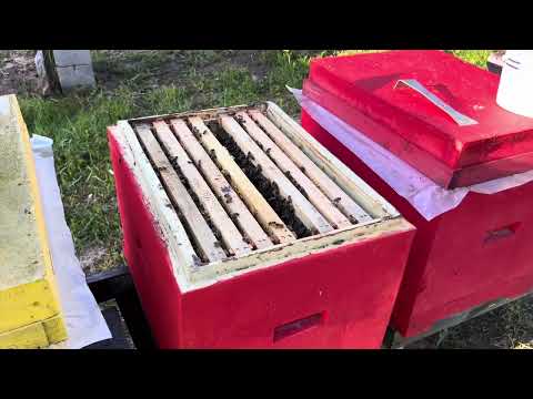 Видео: Сімʼя вихователька….. Новий метод формування……