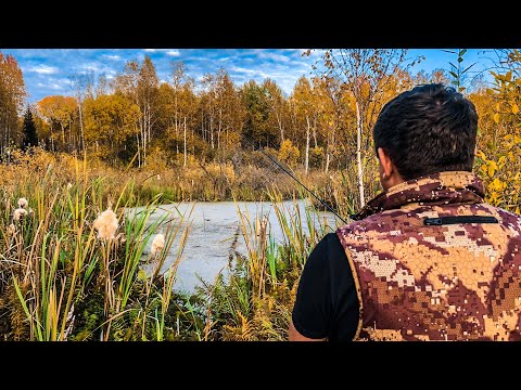 Видео: РЫБАЛКА на ТАЁЖНОМ озере, где ВОДЫ по КОЛЕНО