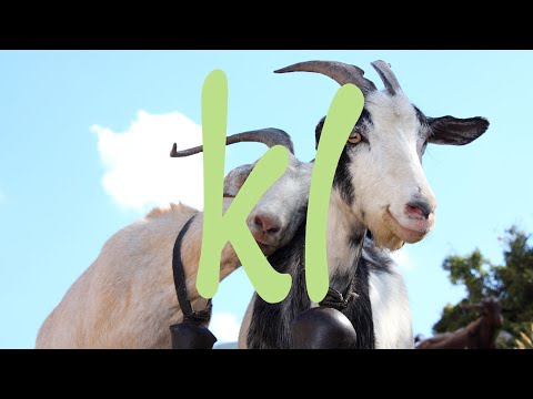 Видео: Сколько нужно овса козе на зиму? Готовим овес.