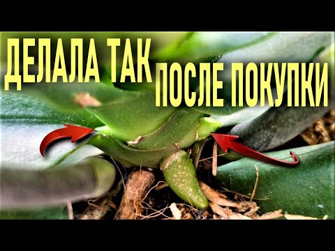 Видео: ДЕЛАЛА ТАК🌞 ПОСЛЕ ПОКУПКИ ОРХИДЕИ! РЕЗУЛЬТАТ ЧЕРЕЗ 5 МЕСЯЦЕВ: 2 ЦВЕТОНОСА, ДВА ЛИСТА И МОРЕ КОРНЕЙ!🌞