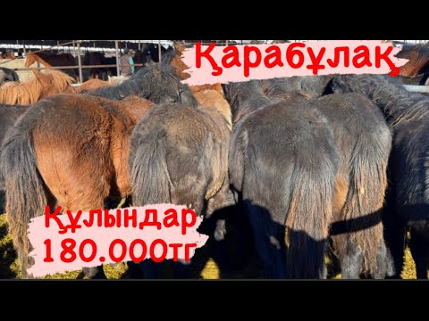 Видео: 25.12.24 Жылқы бағасы 2-бөлім Қарабұлақ мал базары
