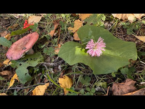 Видео: #метафорическиекарты #комплимент #таро 