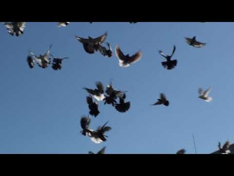 Видео: НАШІ  ГОЛУБИ!!!  Само....20. 10. 25 р.