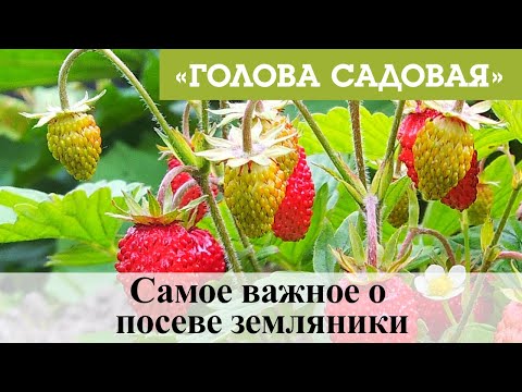 Видео: Голова садовая - Самое важное о посеве земляники