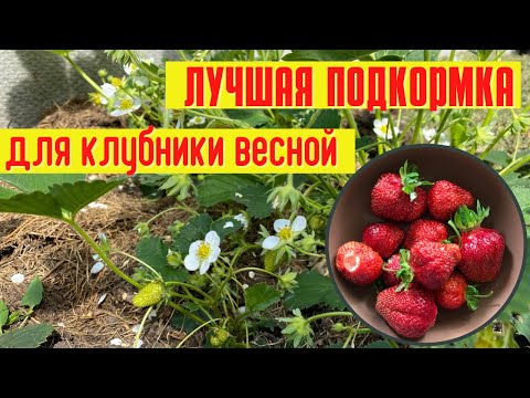 Видео: Чем подкормить клубнику перед цветением и плодоношением