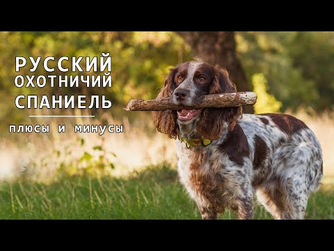 Видео: РУССКИЙ ОХОТНИЧИЙ СПАНИЕЛЬ. Плюсы и минусы RUSSIAN HUNTING SPANIEL