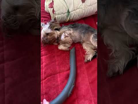 Видео: Собака с  железными нервами )))) #barcelona #puppy #pets #cute