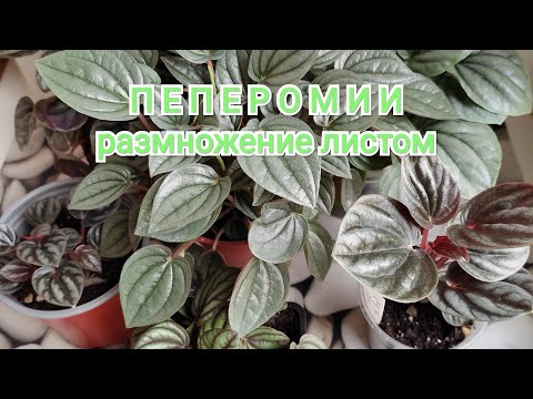 Видео: ПЕПЕРОМИИ. Размножение.