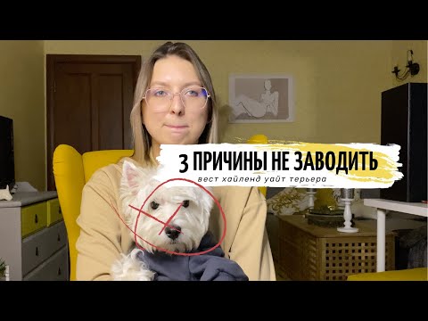 Видео: МИНУСЫ ПОРОДЫ ВЕСТ ХАЙЛЕНД УАЙТ ТЕРЬЕР // ОСОБЕННОСТИ ПОРОДЫ