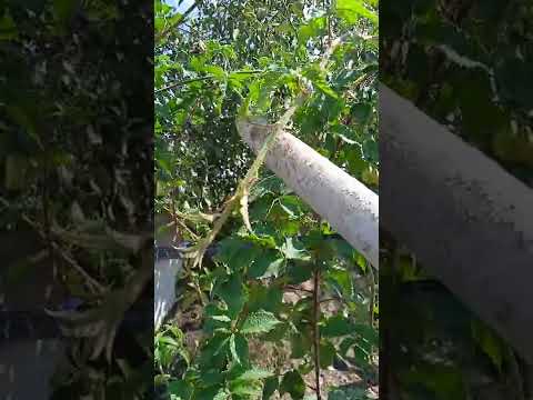 Видео: Карака Блэк на 13 сентября на шпалере.