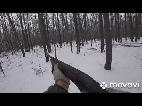 Видео: Охота с гончей  на лису.