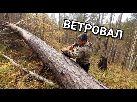 Видео: НАШЕЛ КУЧУ ВЕТРОВАЛА!!! ТРЕЛЕВКА В ТАЙГЕ ЛЕСА НА ЛТЗ-55. ЗАГОТОВКА ДРОВ!!!