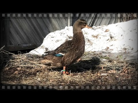 Видео: Весенняя охота на селезня и подготовка подсадной утки к ней.