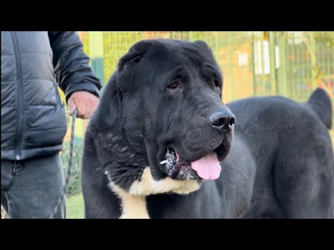 Видео: ЛУЧШАЯ ФЕРМА СОБАК АЛАБАЙ В ТУРЦИИ