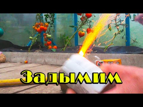 Видео: Табачная шашка против белокрылки, что получилось в итоге