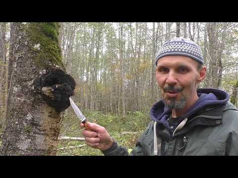 Видео: Поход за грибами   как готовить чагу