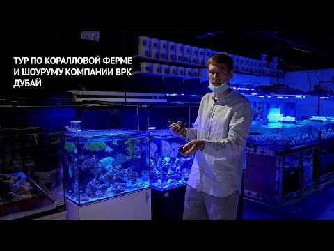 Видео: Дубай  Экскурсия по коралловой ферме и шоу руму BPK