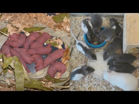 Видео: Декоративные крысы от рождения до 5 недель