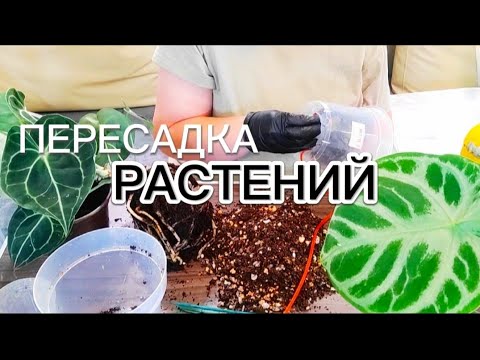 Видео: Срочная пересадка Антуриума кларинервиум после приобретения. Перевалка растений в мох