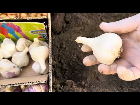 Видео: Висаджуємо озимий часник на зиму правильно. Озимий часник: коли і як висаджувати. Озимий часник.