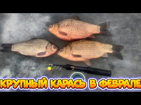 Видео: ЛОВЛЯ КРУПНОГО КАРАСЯ ЗИМОЙ.ТАКИХ КАРАСЕЙ Я ЕЩЕ НЕ ВИДЕЛ. ЛОВЛЯ КИЛОГРАММОВОГО КАРАСЯ  В ГЛУХОЗИМЬЕ.