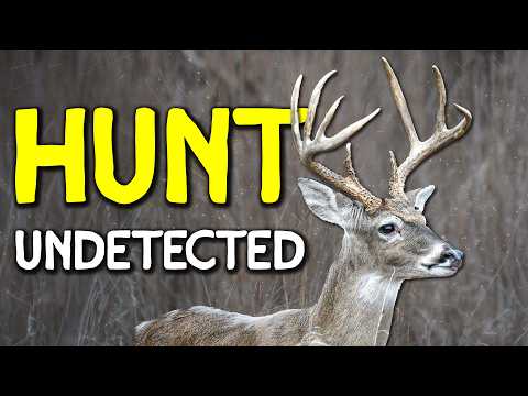 Видео: Как пробраться через лес, не спугнув оленей