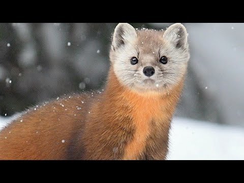 Видео: ОХОТА НА КУНИЦУ КАПКАНАМИ:ШИКАРНЫЙ РЕЗУЛЬТАТ