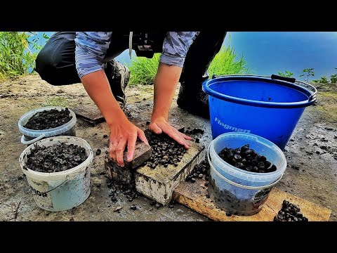 Видео: ХИТРА НАСАДКА! Рибалка на РАГУЛЯ! Ловля В ПРОВОДКУ на РАКУШКУ річка Десна